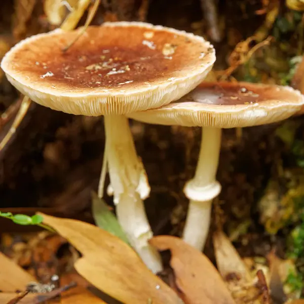 Mushroom (4)